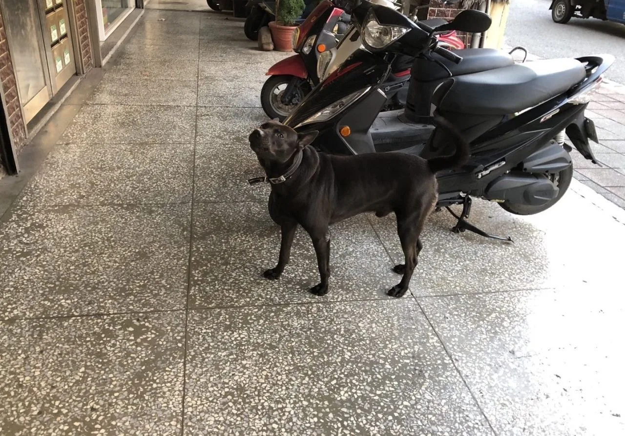 飼主未防護狗狗任意跑出門將被罰款。北市府提供