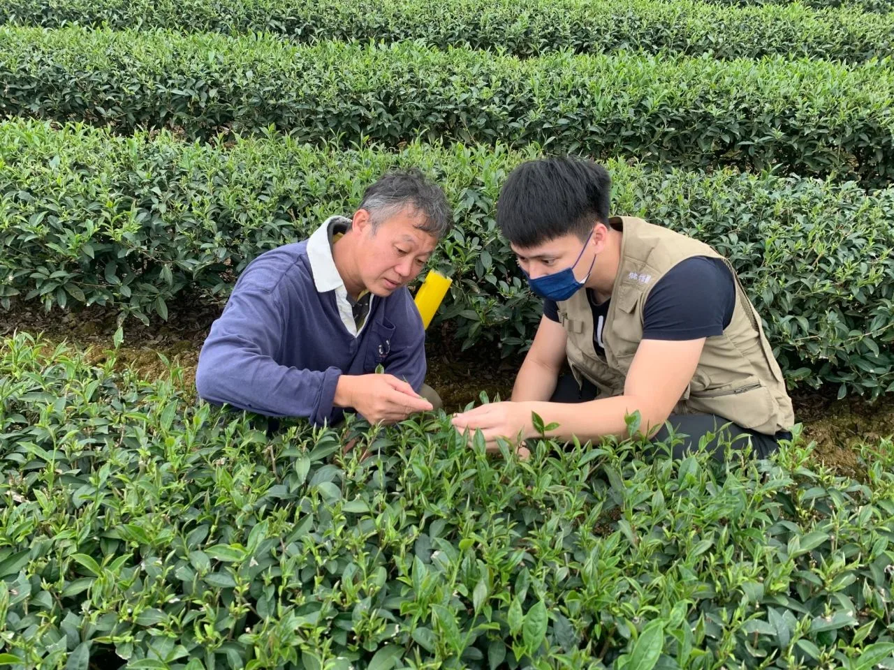 《植物診療師法》通過　2025年8月首辦國考