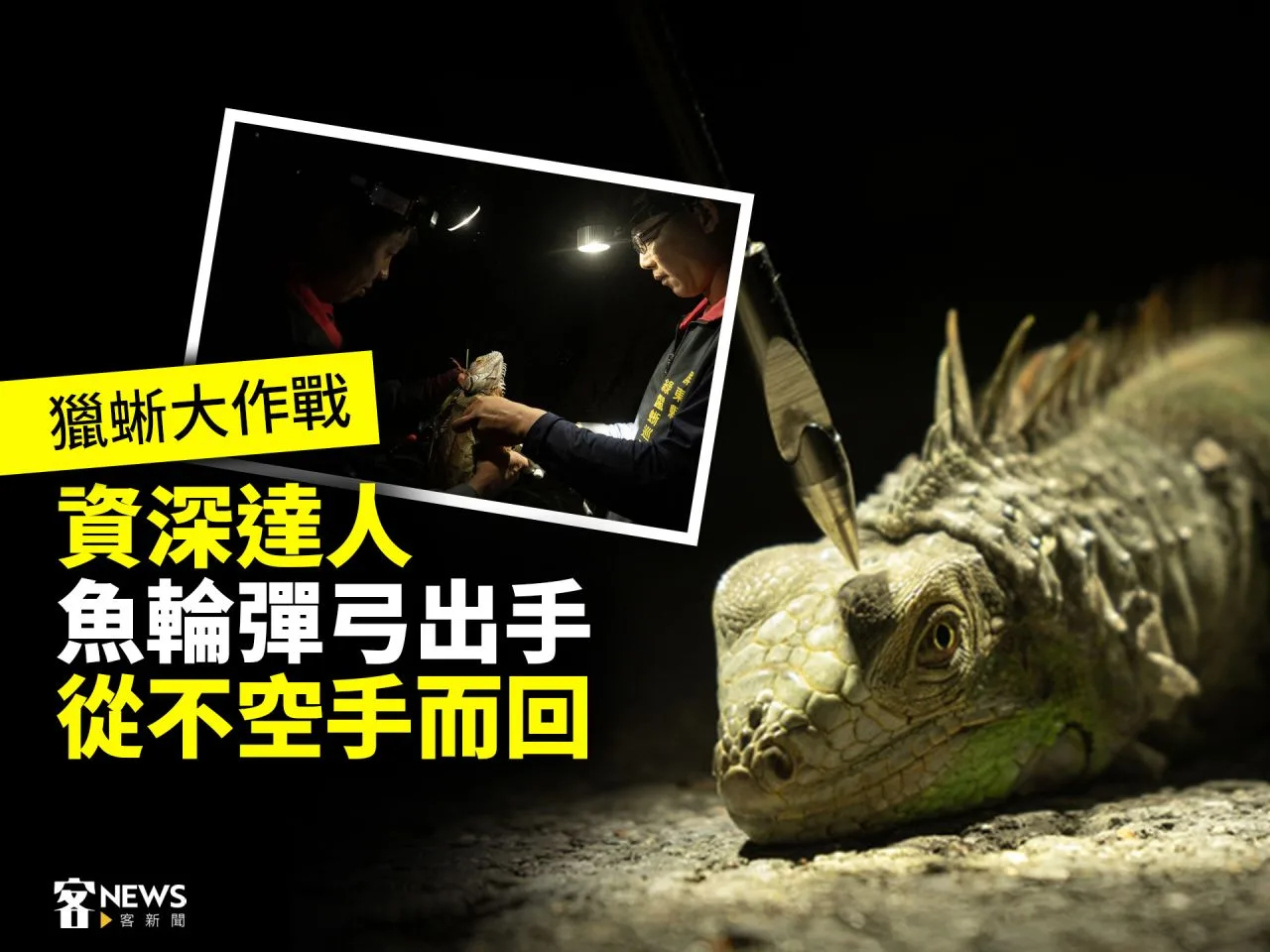 獵蜥大作戰／資深達人魚輪彈弓出手　從不空手而回