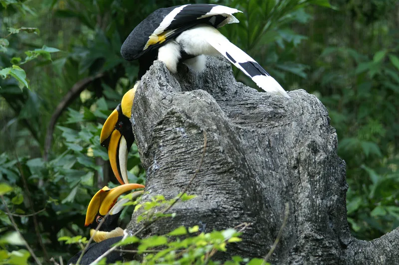 雌性雙角犀鳥「白目」因嚴重體腔發炎不治死亡，動物園將密切關注牠的雄性伴侶「紅目」的健康狀況。圖為「紅目」、「白目」彼此互動良好，會互相餵食。中央社