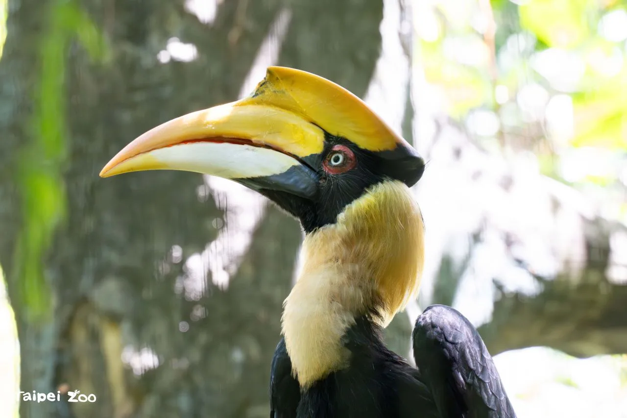 北市動物園雙角犀鳥「白目」逝　鰥夫福祉受關注