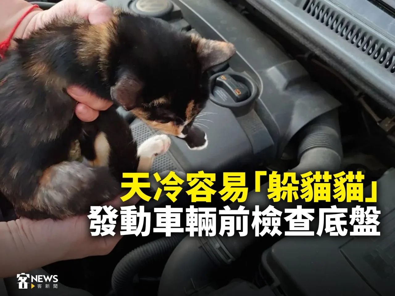 天冷容易「躲貓貓」　發動車輛前檢查底盤