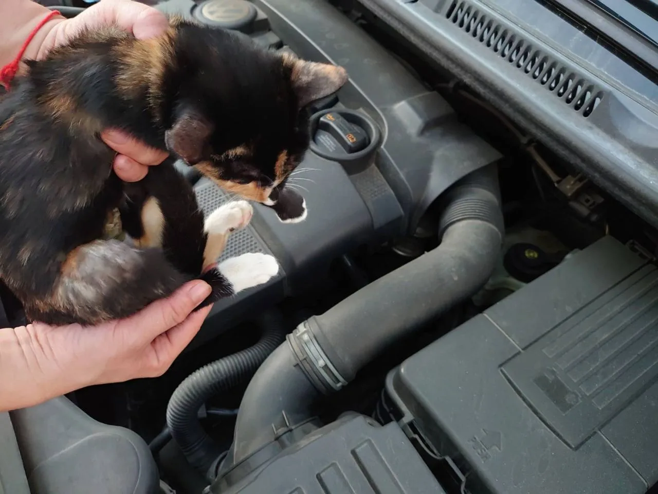 嘉義市動物保護教育園區提醒民眾開車出門前,查看有沒有動物躲在裡面。翻攝自 嘉義市動物保護教育園區粉專