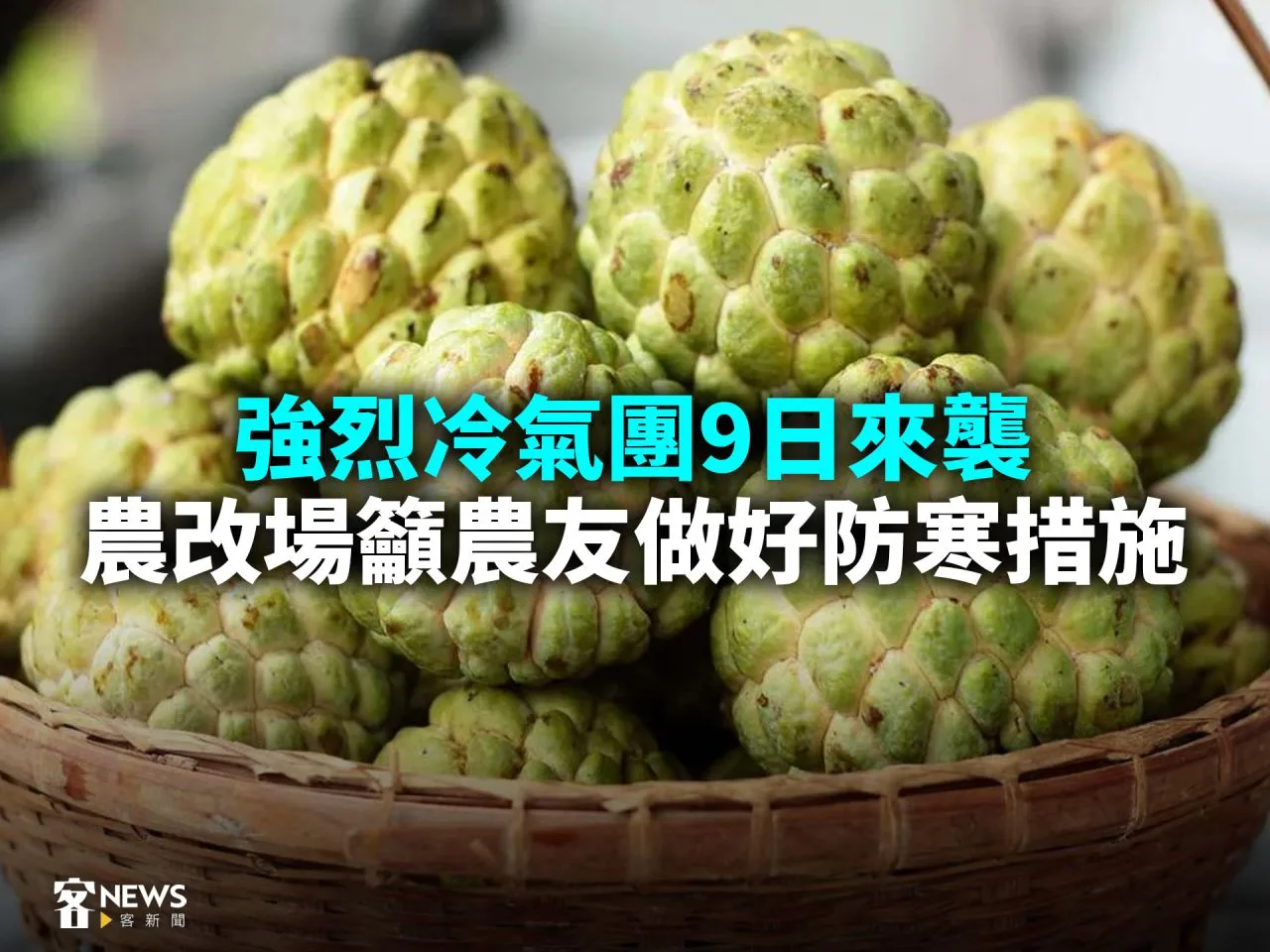 強烈冷氣團9日來襲　農改場籲農友做好防寒措施