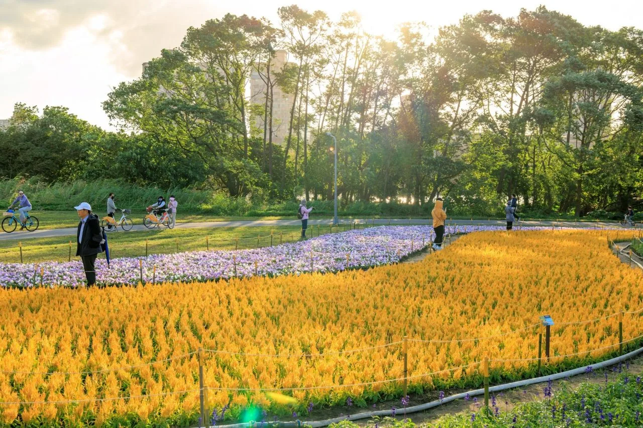 黃色系火焰雞冠花，像一道金色波浪貫穿花田。臺北市政府工務局水利工程處提供