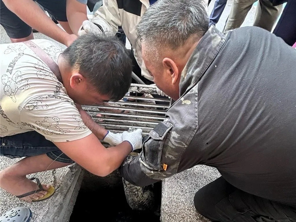 屏東縣農業處委請專業廠商將躲在恆春鬧區水溝的鱷魚抓住。屏縣府提供
