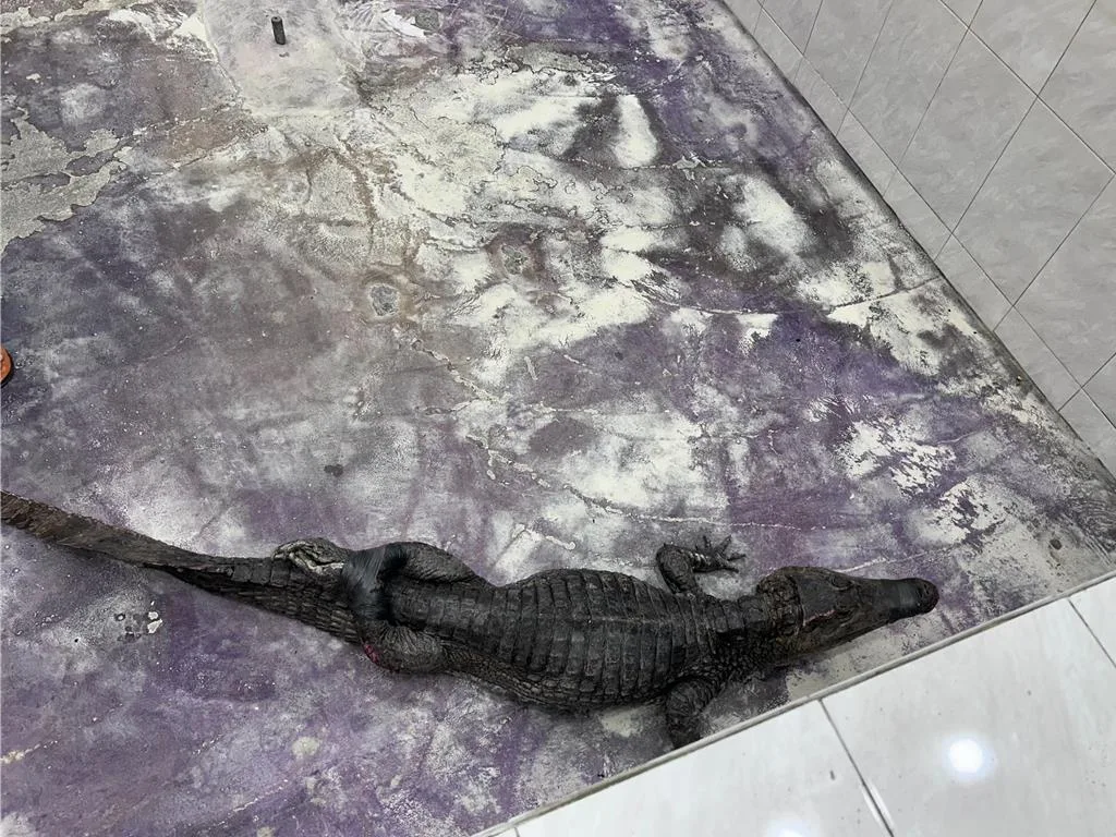 躲在恆春鬧區水溝的鱷魚被捕獲後，送往屏科大暫時安置。屏縣府提供