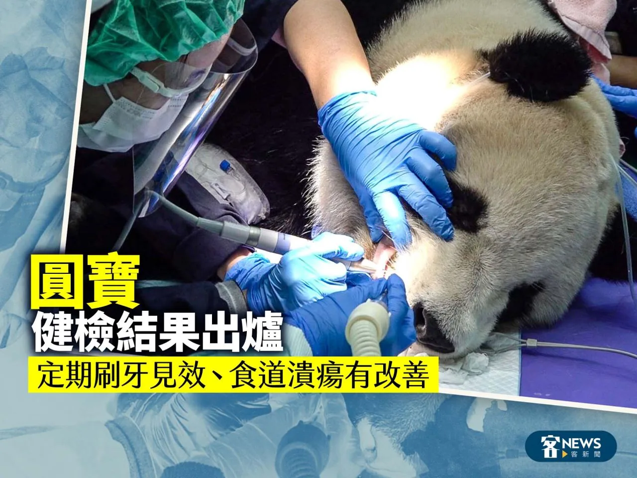 「圓寶」健檢結果出爐　定期刷牙見效、食道潰瘍有改善
