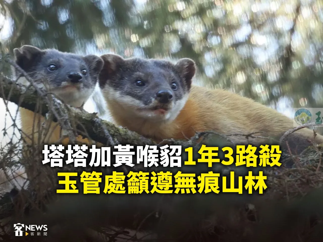 塔塔加黃喉貂1年3路殺　玉管處籲遵無痕山林