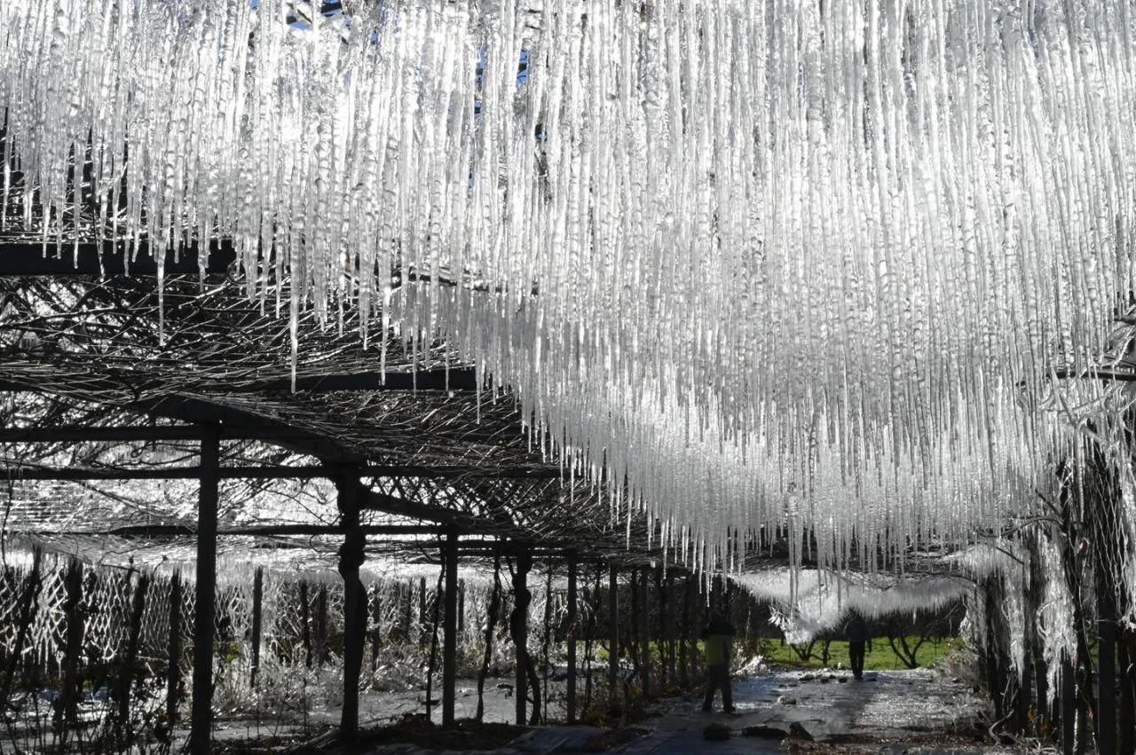 武陵農場20250113清晨的冰雪世界。翻攝武陵農場FB