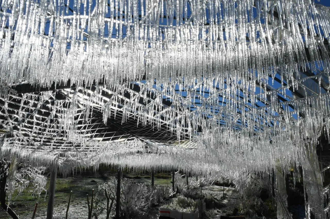 武陵農場20250113清晨的冰雪世界。翻攝武陵農場FB