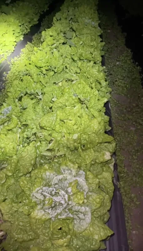 苗栗大湖的蔬菜結霜。民眾提供