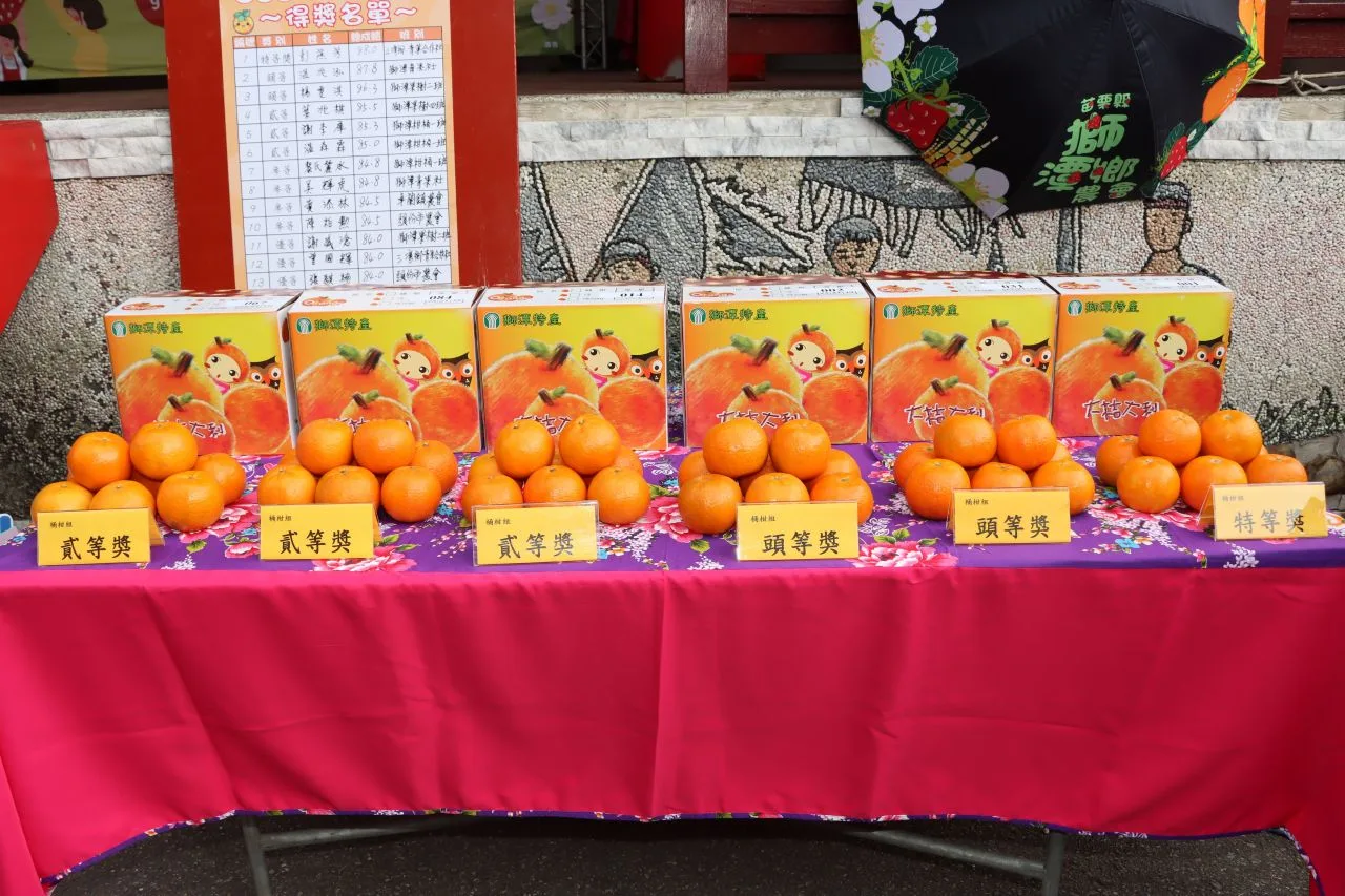 苗栗縣桶柑評鑑出爐　三灣果農奪特等