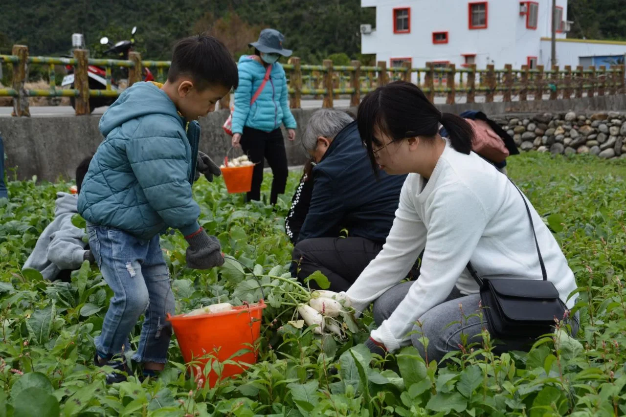 迎春拔蘿蔔　台東市與關山18日共慶好彩頭