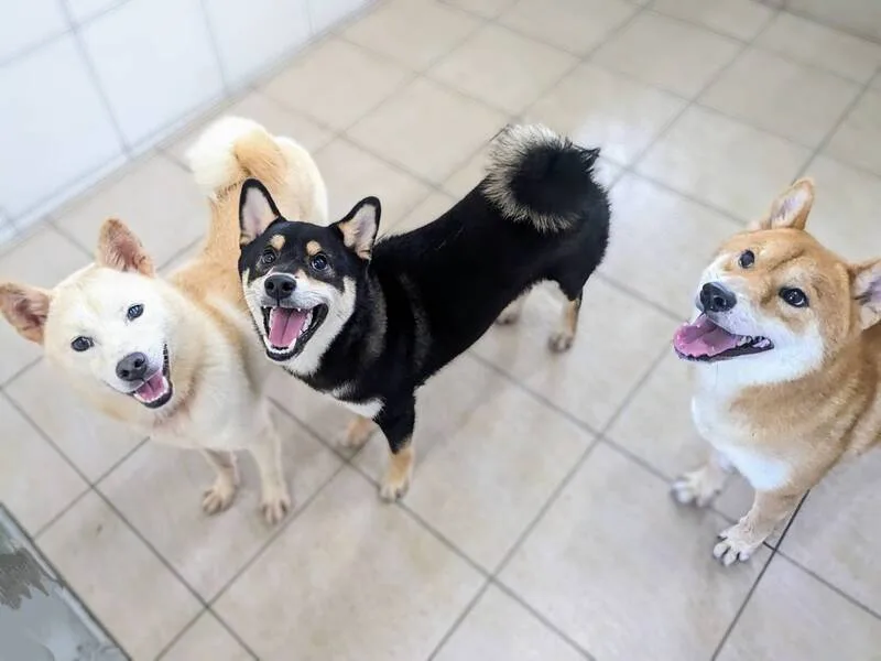 竹縣查獲非法繁殖場救出犬隻　1/22開放認養