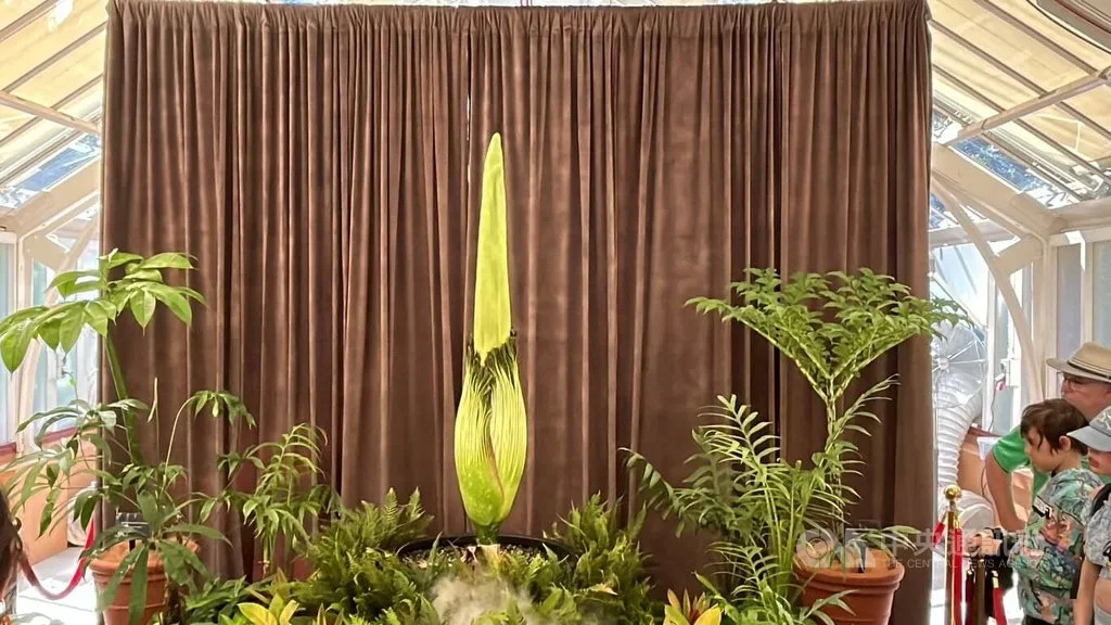 睽違15年，雪梨皇家植物園的「屍花」即將盛開，園方特別啟動全天候線上直播，吸引上千人守候這十年一遇奇景。中央社