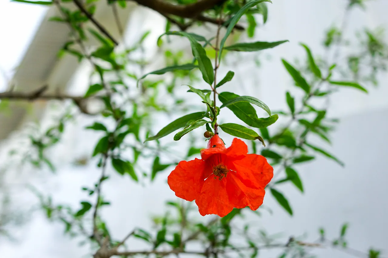 如火的石榴花。June攝