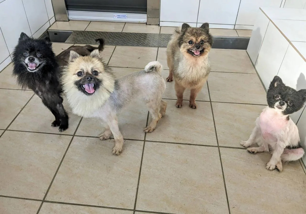 毛孩認養活動的犬隻。