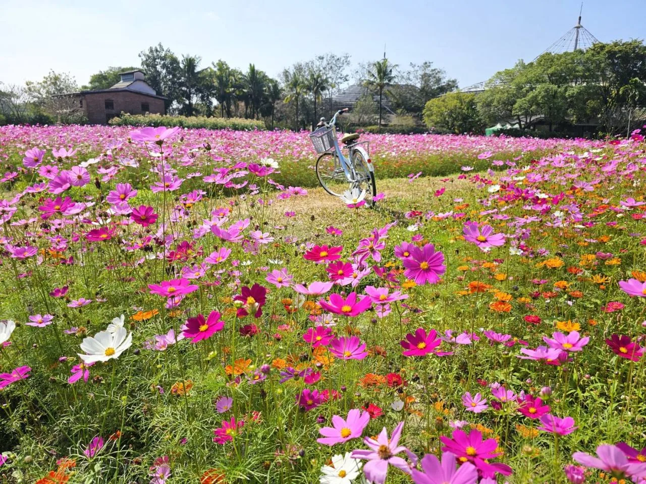 六堆園區的田園地景區，春節期間有盛開的波斯菊、百日草等花海景觀。