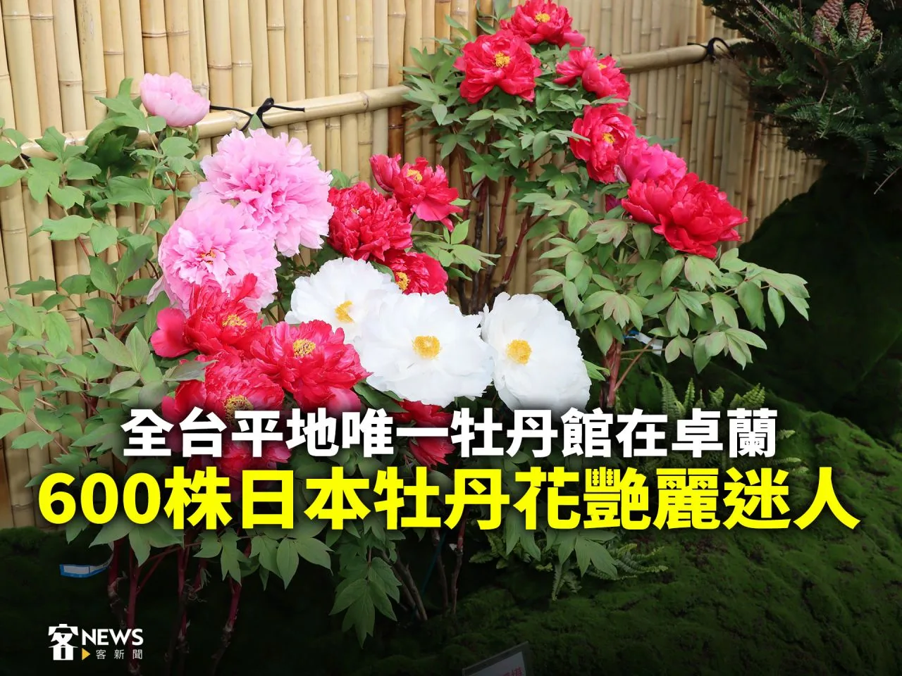 全台平地唯一牡丹館在卓蘭　600株日本牡丹花艷麗迷人
