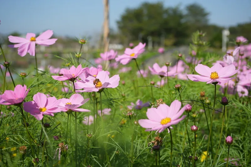 新埤公園花海波斯菊。中央社