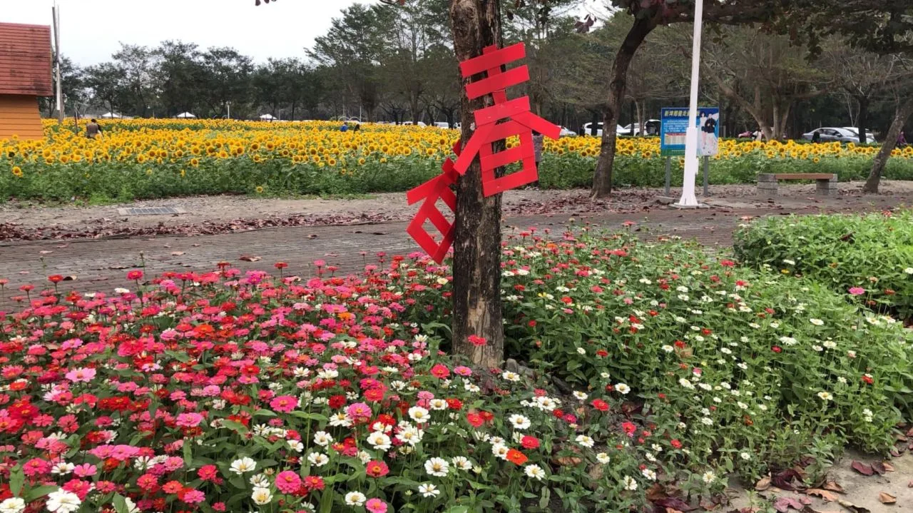 新埤公園花海將於29日登場。翻攝新埤鄉公所社團