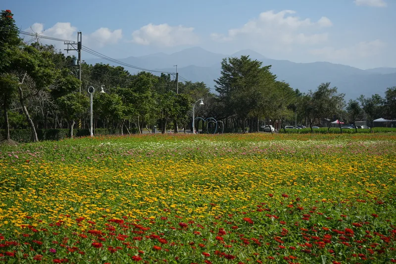 屏東新埤綜合休閒公園，1.2公頃花海，可眺望壯麗大武山。中央社