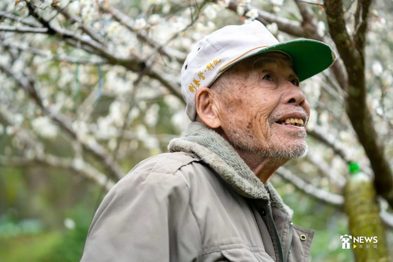 身體硬朗、個性樂天的林成發，已種了40多年李花。洪藝晅攝