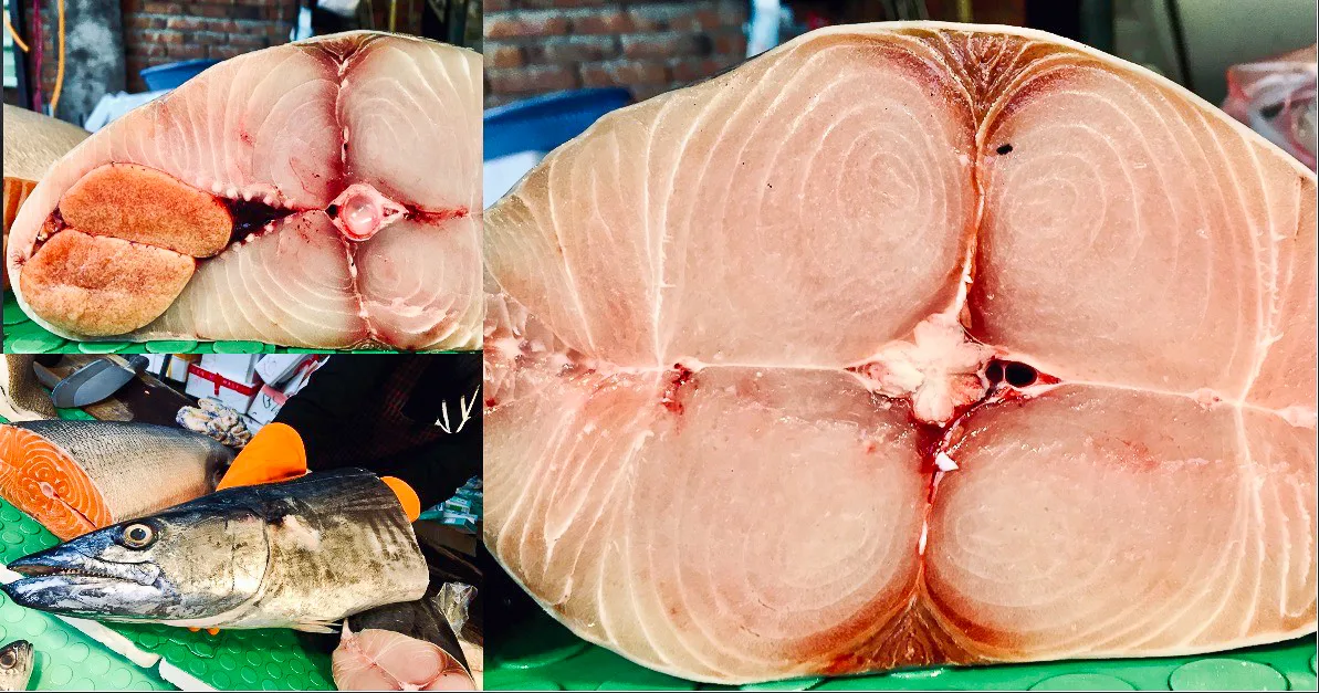 這隻土托魚非常肥美。蕭秀琴攝