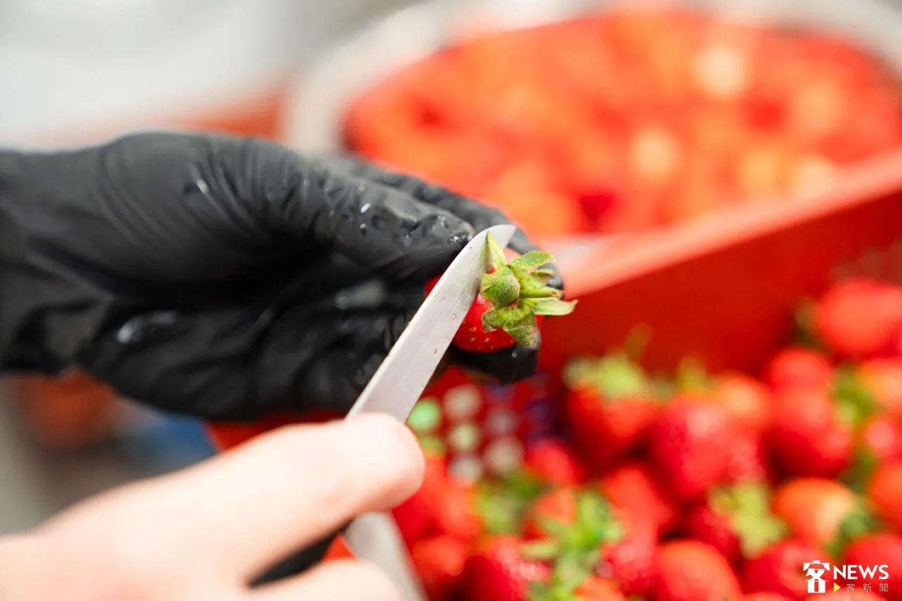 處理原料每一個細節都要顧到。朱愷元攝