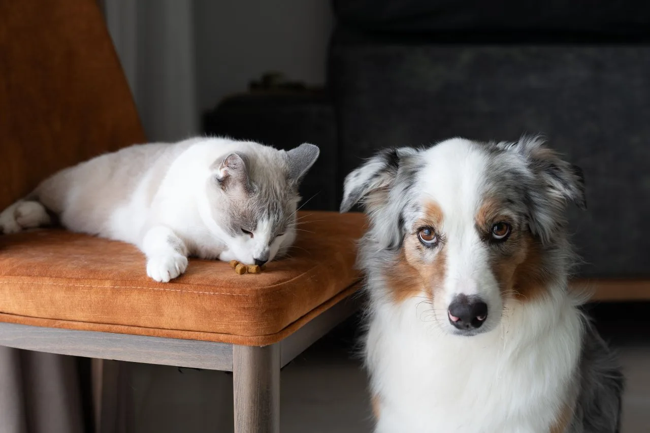 越來越多飼主能理解犬貓絕育對於寵物健康、行為管理等重要性。示意圖