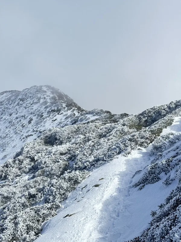 山友回報最新雪況,雪山主峰積雪約達20公分,雪山圈谷植物都有結冰現象。山友張雯鈞提供