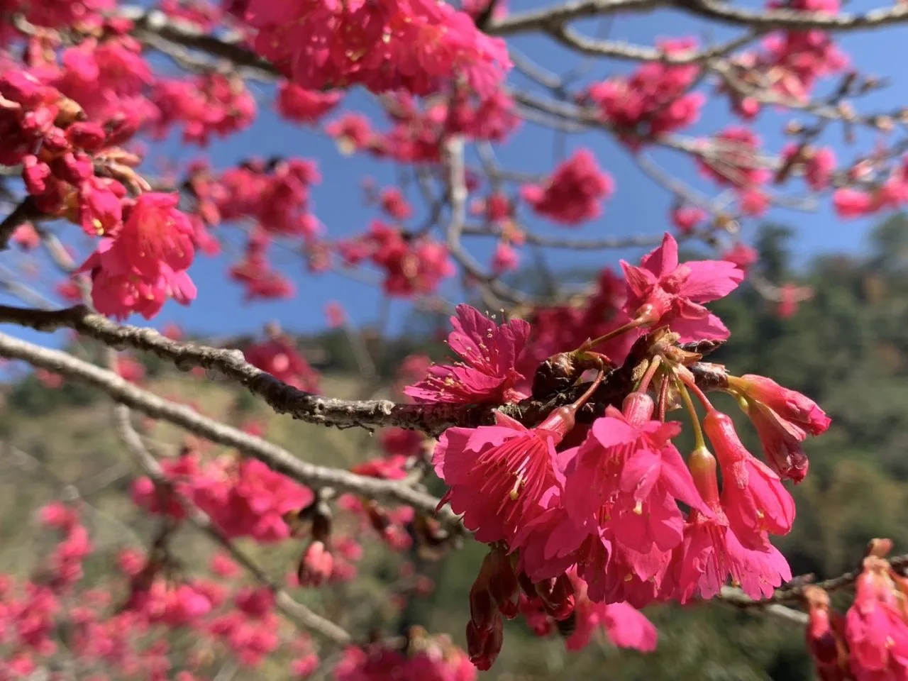 八仙山國家森林遊樂區櫻花粉嫩綻放中。八仙山國家森林遊樂區提供