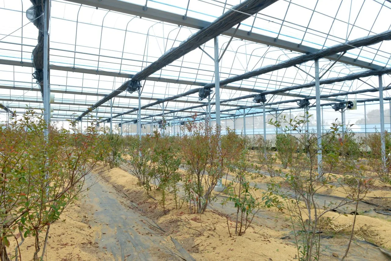 藍莓苗株。
