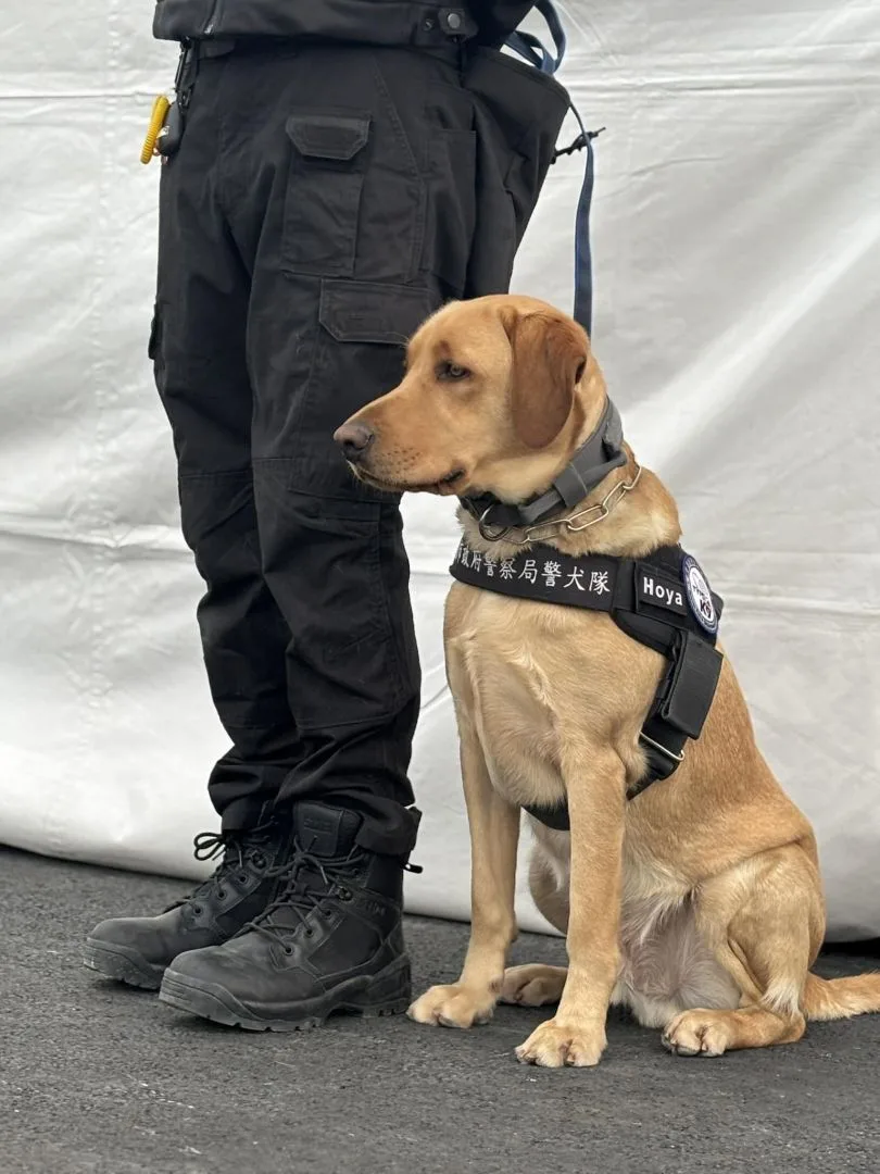 警犬認真身影也意外成為燈會合照人氣明星。桃園警犬隊提供