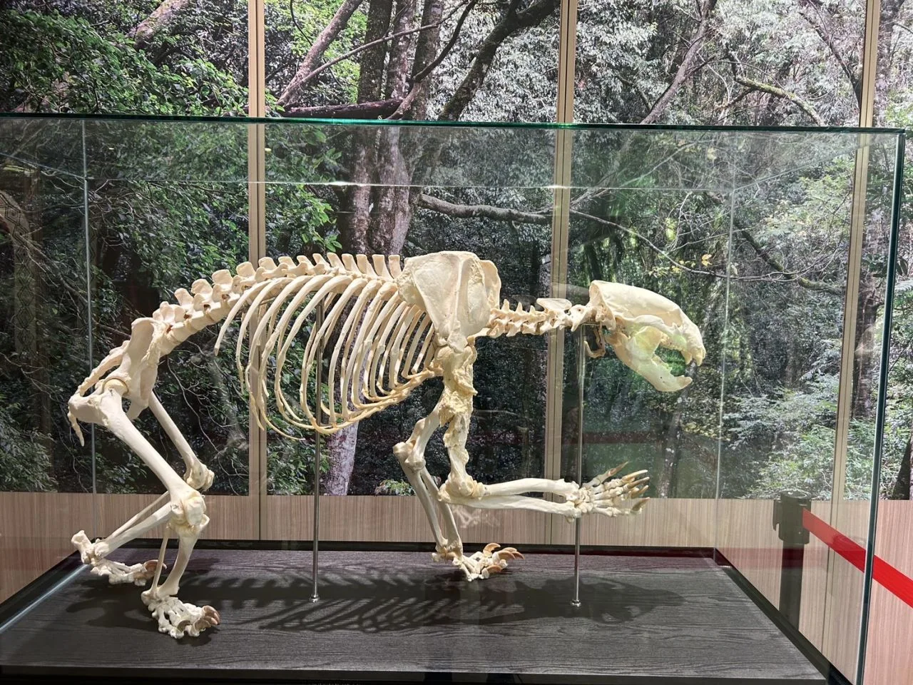 南安遊客中心黑熊骨骼展示區。玉山國家公園提供