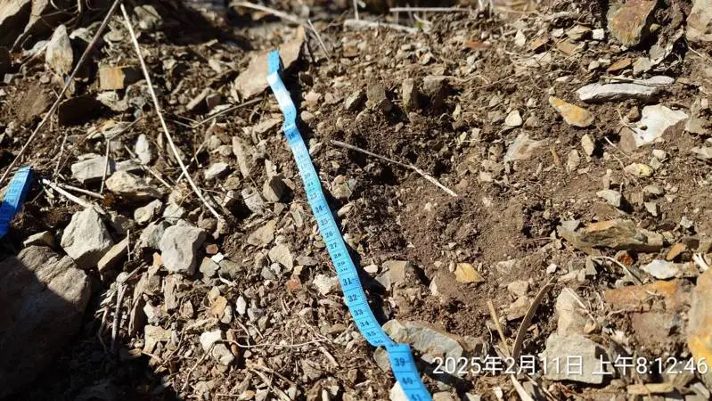 玉管處保育巡查員11日通報玉山主峰線步道有台灣黑熊腳印。玉管處提供