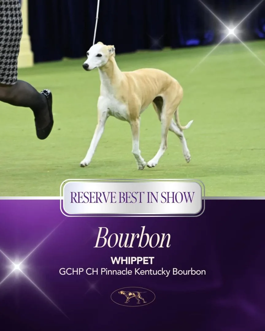 亞軍由9歲的惠比特犬布朋(Bourbon)獲得。圖取自西敏寺犬展FB