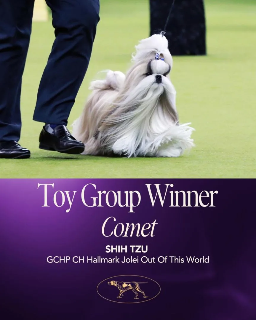 玩賞犬組冠軍西施犬彗星(Comet)。圖取自西敏寺犬展FB