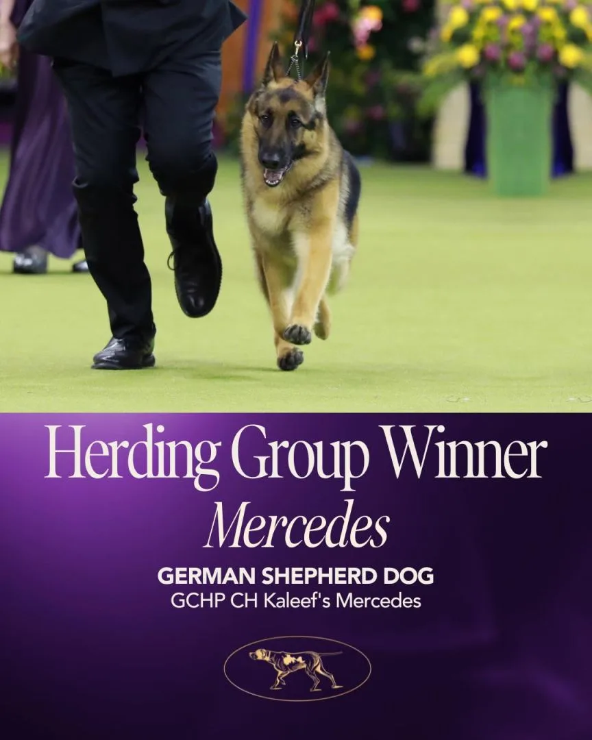 畜牧犬組冠軍德國牧羊犬麥西迪斯(Mercedes)。圖取自西敏寺犬展FB