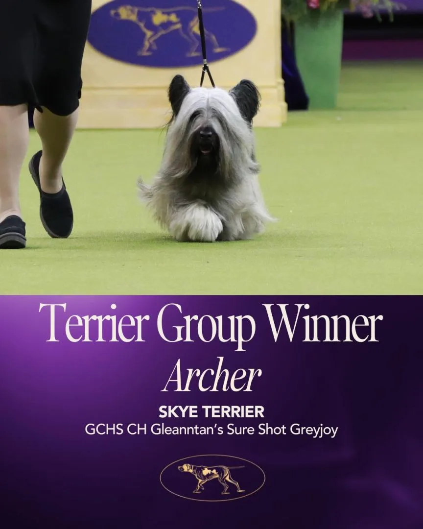 梗犬組冠軍斯凱梗阿契爾(Archer)。圖取自西敏寺犬展FB