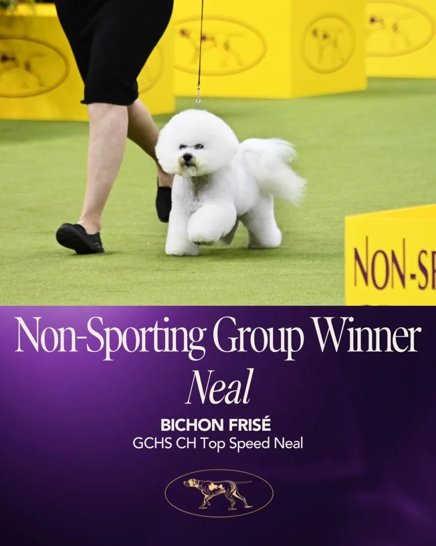 非運動犬組冠軍比熊犬尼爾(Neal)。圖取自西敏寺犬展FB