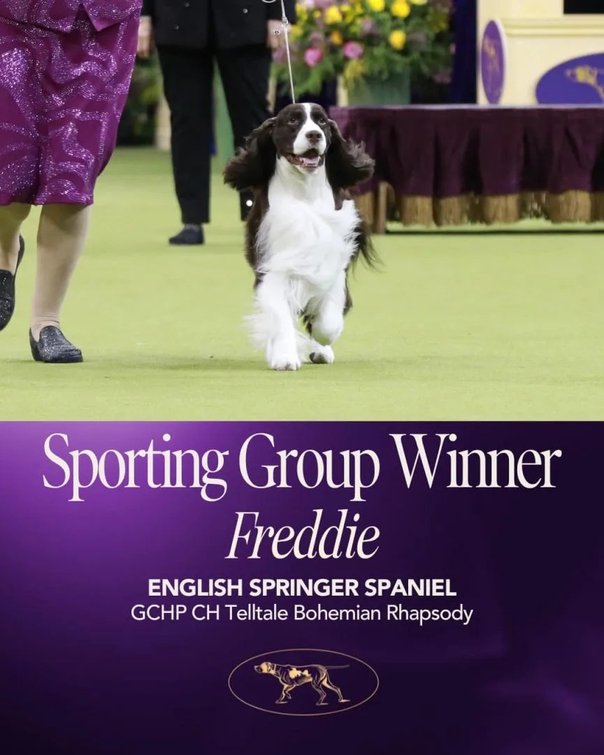 運動犬組冠軍英國史賓格獵犬佛萊迪(Freddie)。圖取自西敏寺犬展FB