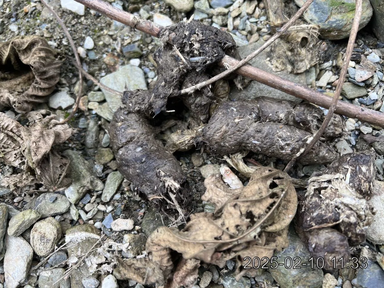 臺九線公路發現黑熊大便。花蓮分署提供