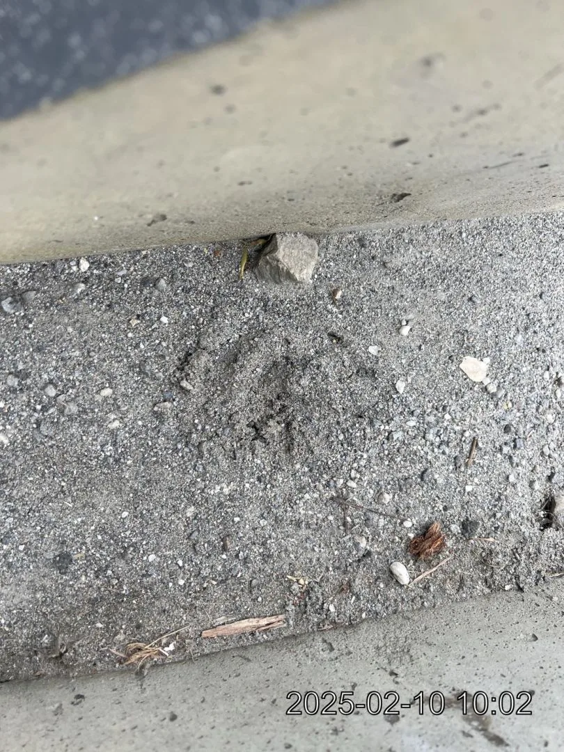 臺九線公路發現黑熊腳印。花蓮分署提供