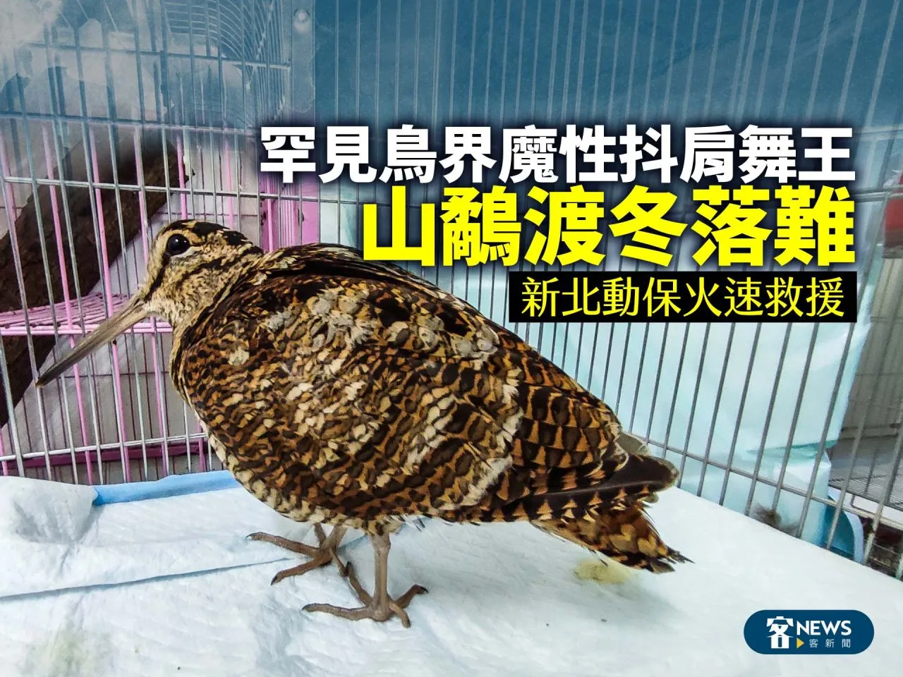 罕見鳥界魔性抖肩舞王「山鷸」渡冬落難　新北動保火速救援