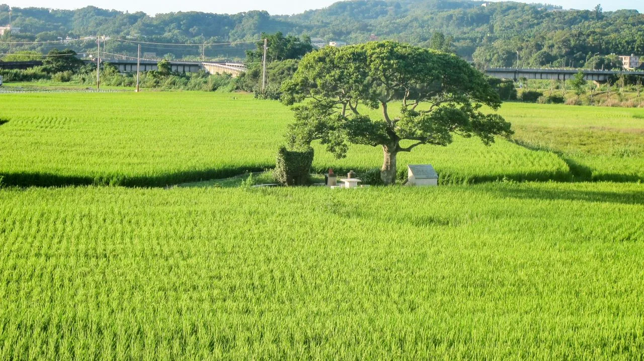 有最美「伯公」之稱的銅鑼鄉竹森村田心土地公廟,就位於「惇敘堂」南東方不遠。何來美攝