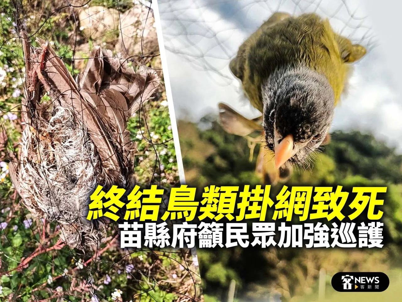 終結鳥類掛網致死　苗縣府籲民眾加強巡護