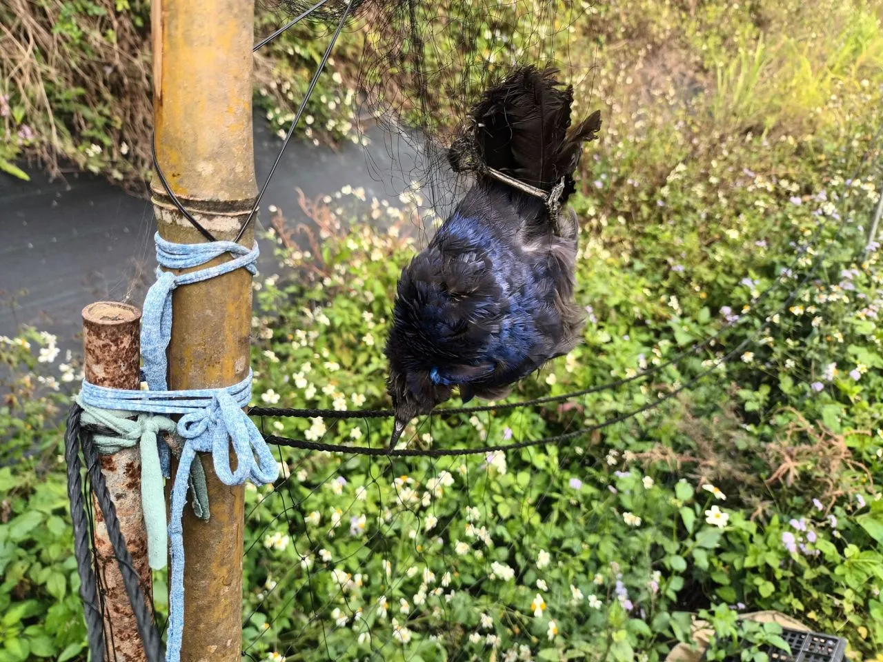 農民懸掛的鳥網容易置各種鳥類掛網致死。
