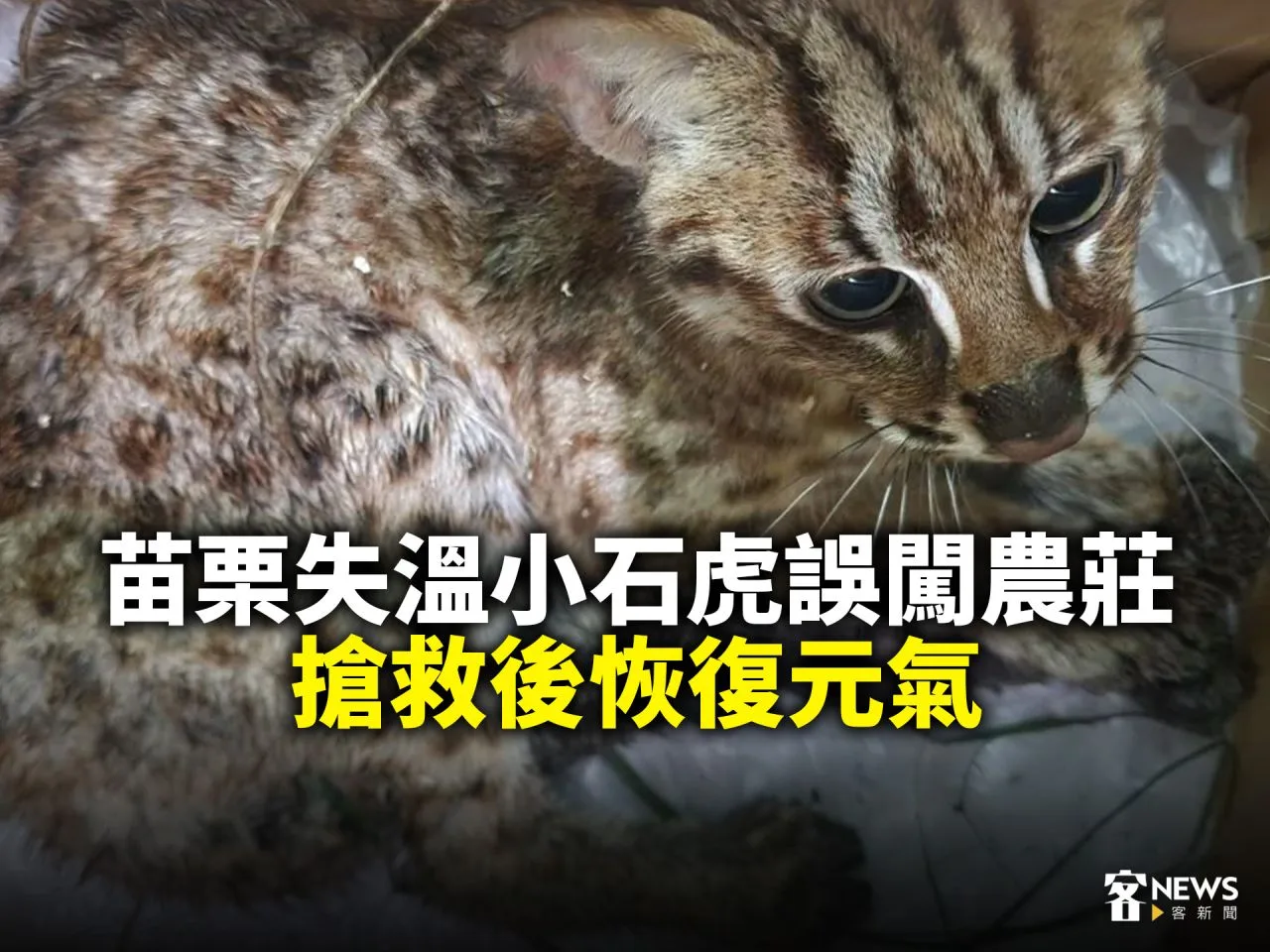 苗栗失溫小石虎誤闖農莊　搶救後恢復元氣